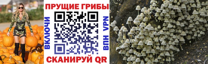 магазин продажи наркотиков  Барыш  Псилоцибиновые грибы Magic Shrooms 